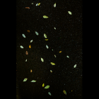 吉田 亮人 / Akihito Yoshida